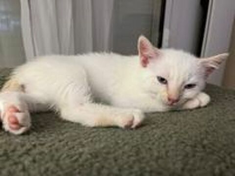   Chat BILOU à l adoption 