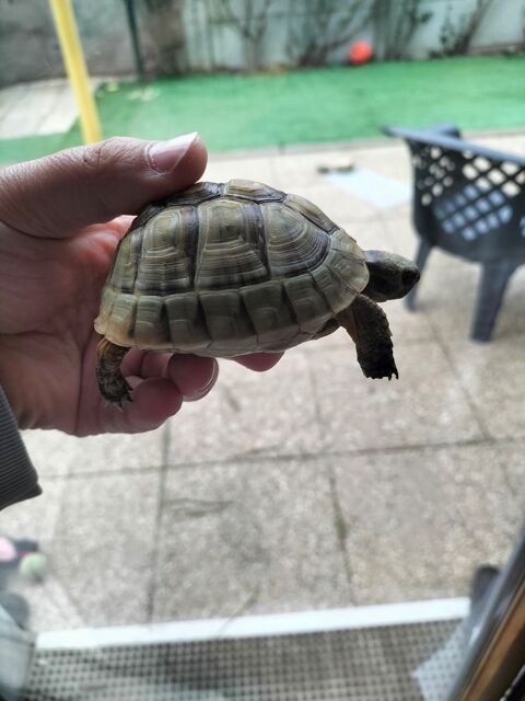 Tortue  150 94400 Vitry-sur-seine