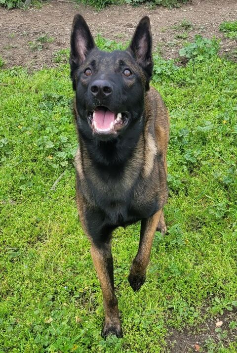 BUGATTI, malinois 1 an 220 34500 B�ziers