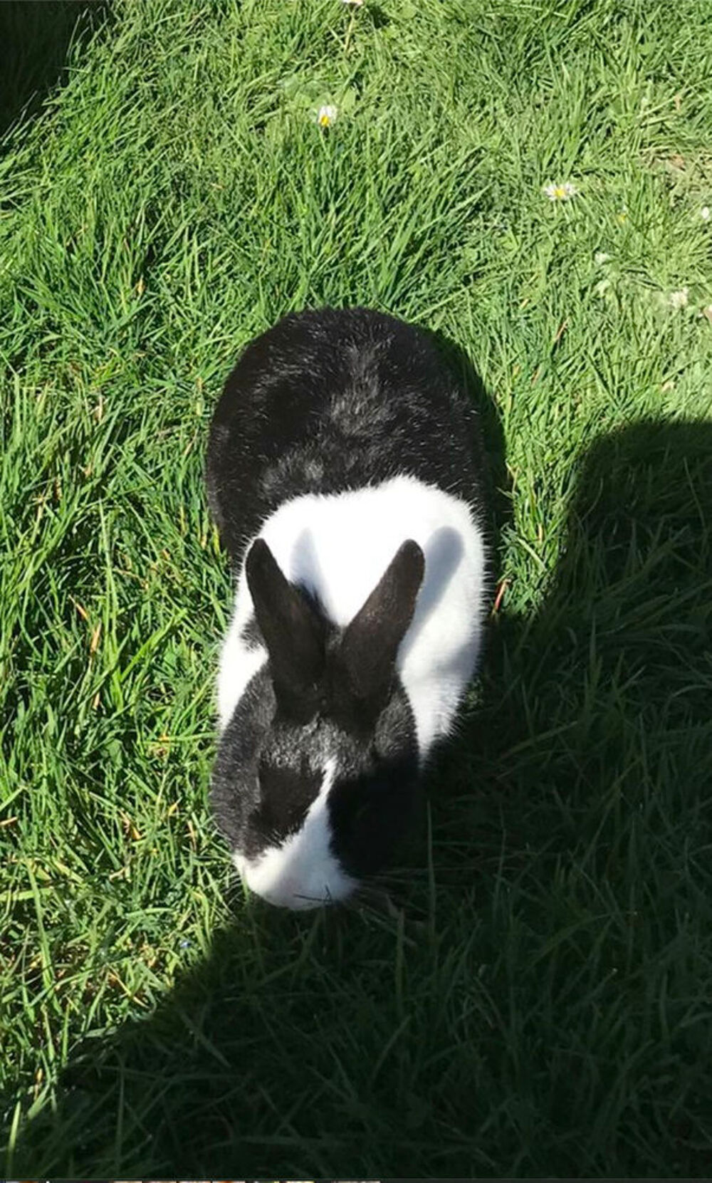 lapin nain Jeux / jouets