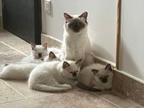   Chatons Sacré de Birmanie  LOOF 