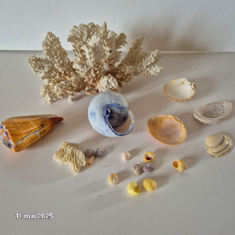 des coquillages de notre plan&egrave;te, du corail, des dents de re 
