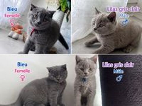  Scottish Fold ou straight Shorthair PAYEMENT EN 2 fois possible 