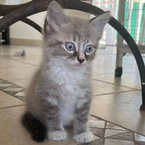 ✨️ PHUKET ✨️ 🐱 190 95300 Pontoise