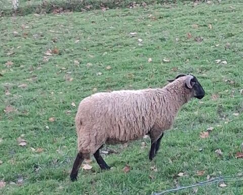 Jeune B&eacute;lier P&egrave;re Sulfok crois&eacute; avec M&egrave;re Manech t&ecirc;te noire 110 64990 Villefranque