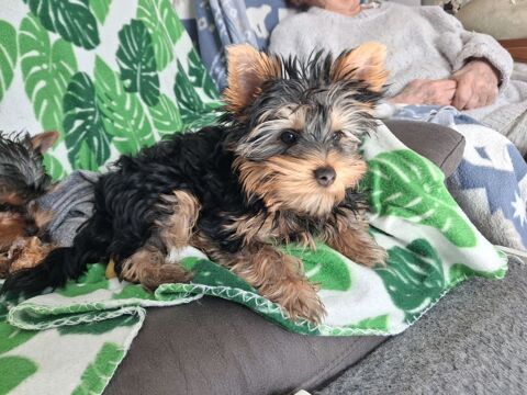 No&eacute;, petit m&acirc;le yorkshire de 3 mois 1000 34540 Balaruc-le-vieux