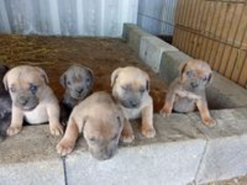  a réserver 9 bébés cane corso il y a 5 males et 4 femelles 