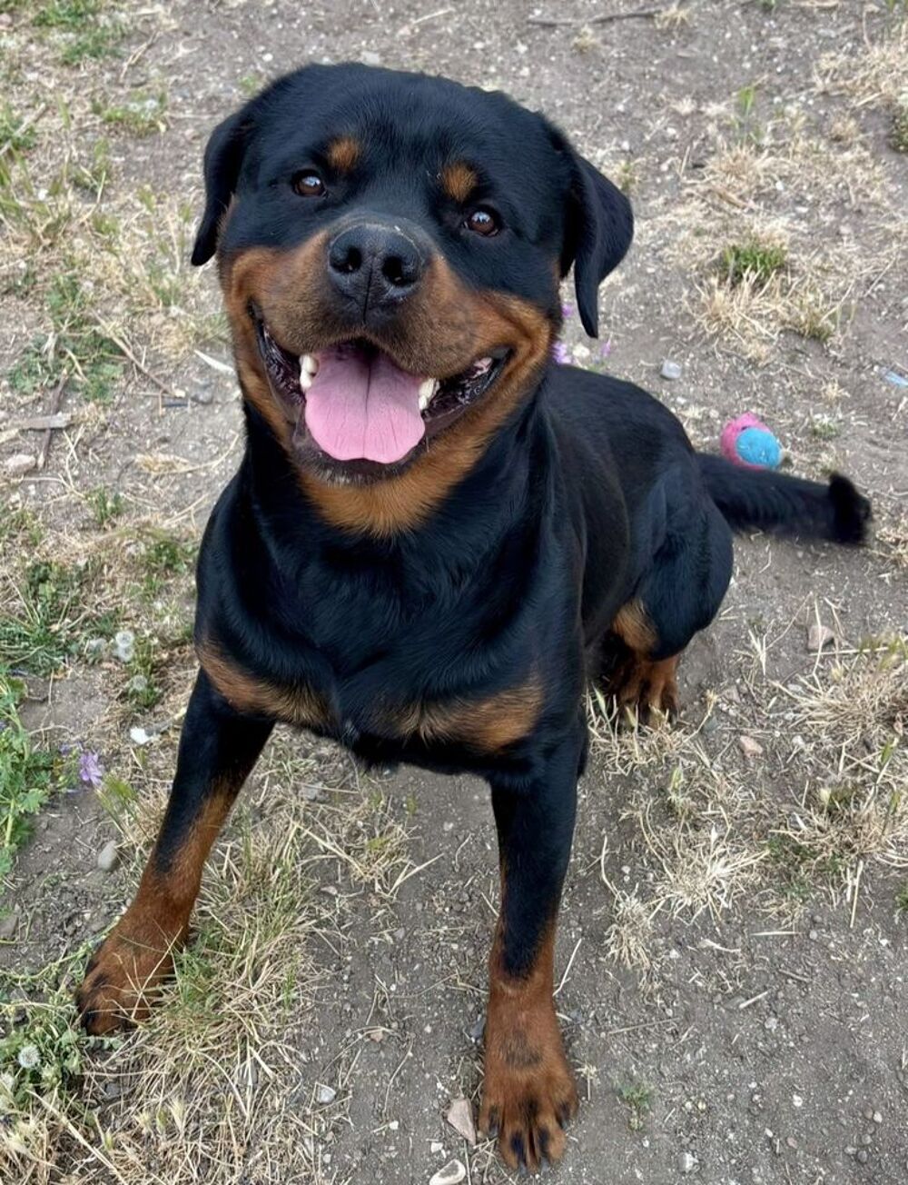   BOULETTE, rottweiler, 2 ans 