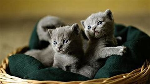 MAGNIFIQUES CHATONS HABITUES AUX ENFANTS 0 93140 Bondy