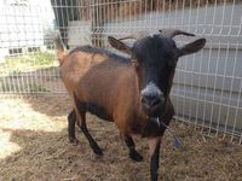   BILLYX, magnifique bouc nain  l'adoption 