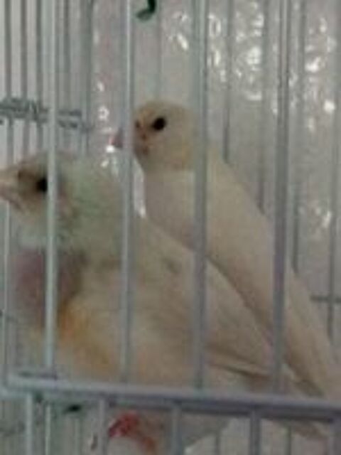   couple diamant de gould blanc 