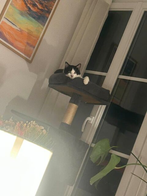 Kaki cherche sa famille pour la vie 180 75012 Paris