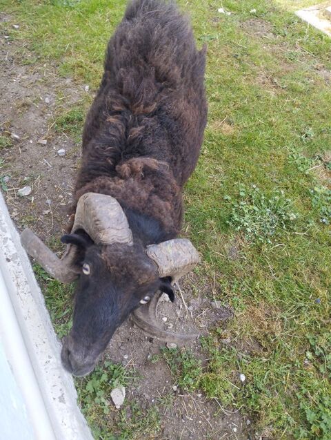 Couple mouton ouessant 150 41300 Theillay