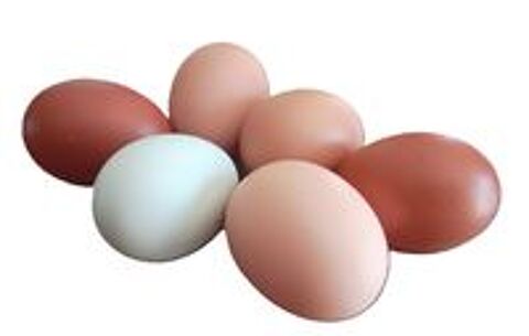  Oeufs  couver 