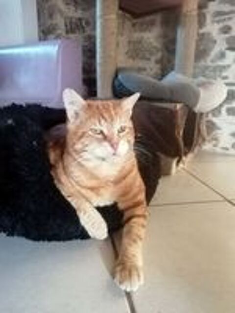  TZUKI, magnifique chat roux  adopter via l'association UMA 