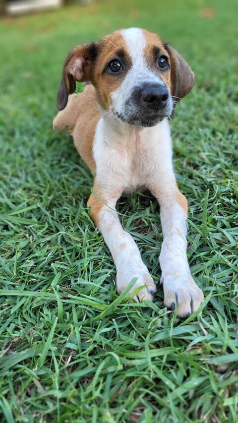 Amore, mâle croisé berger, né le 03/05/2025 &#128054; 300 78000 Versailles