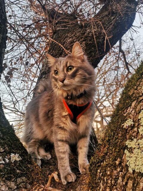 &Agrave; donner 0 83170 Brignoles