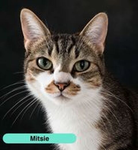   Mitsie, gentille chatte à adopter 