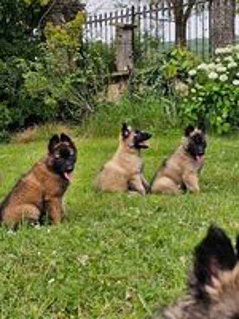   superbes chiots tervuerens 