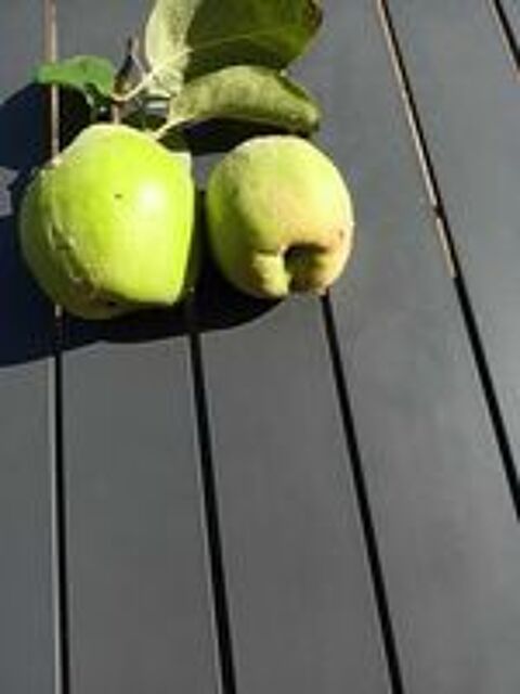   coings pour vos confitures 