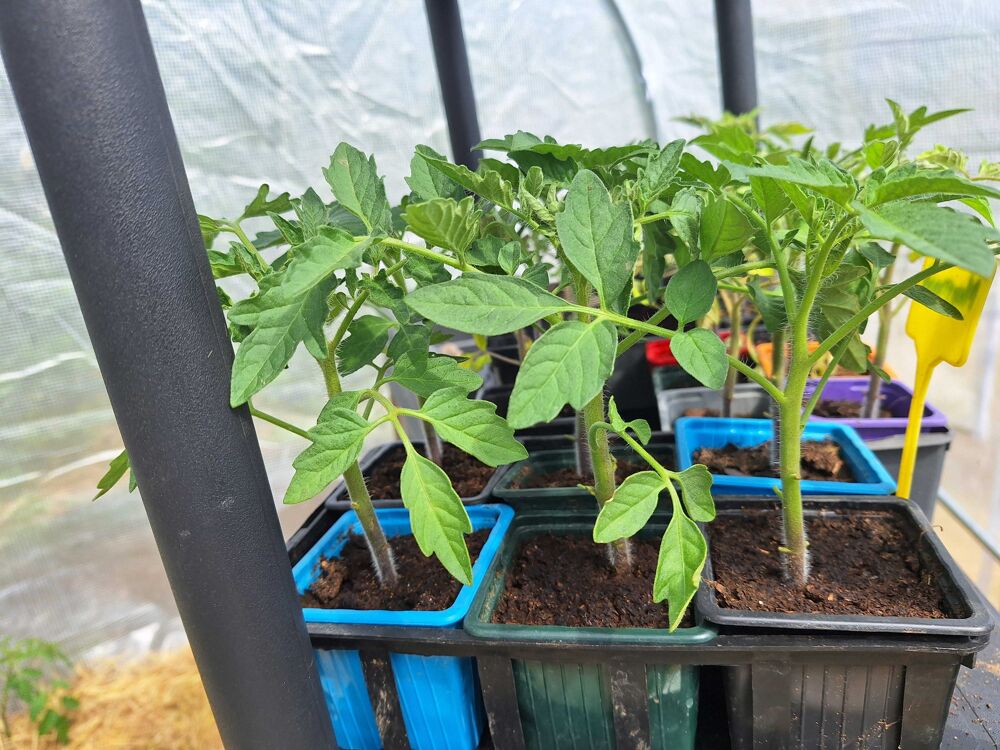 tomate Jardin