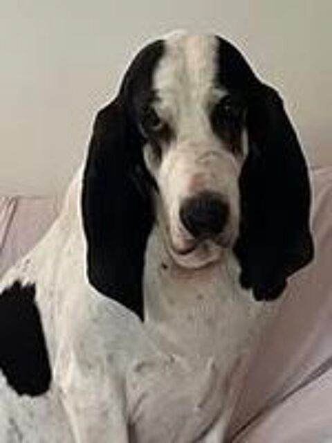   Chien MILOU à l adoption 