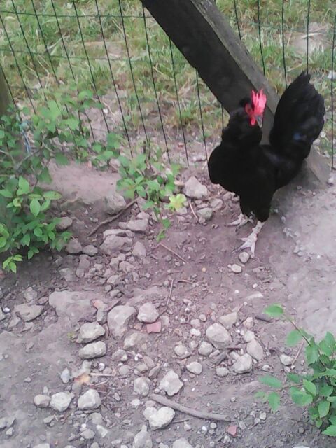Achète 3 poules naines pour petit coq désespéré 0 49700 Louerre