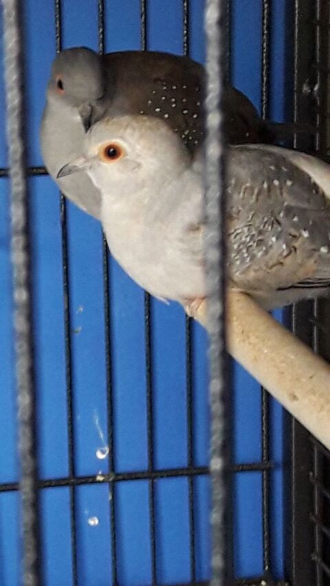 ECHANGE COUPLE COLOMBE DIAMANT CONTE CANARIS OU DIAMANT GOUL 30 60410 Verberie