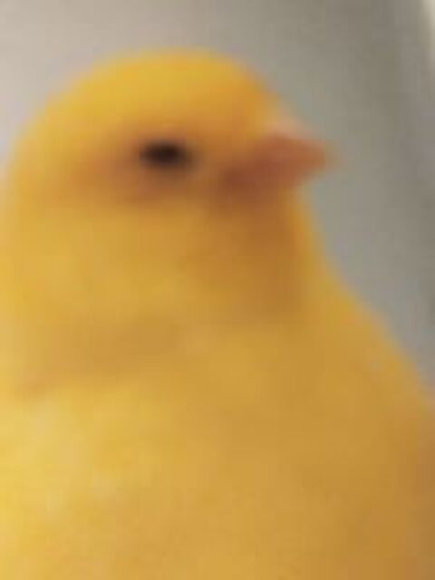   Recherche canaris mâle 