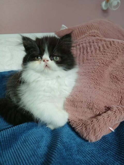 Chaton persan 900 56100 Lorient