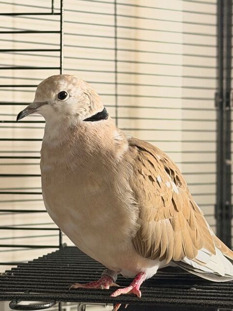 &Agrave; c&eacute;der colombes et tourterelles 25 13090 Aix-en-provence