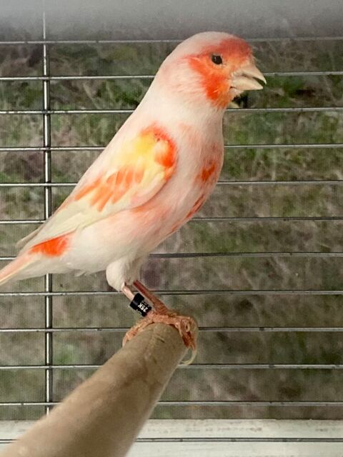 Canari (couple) 50 95330 Domont