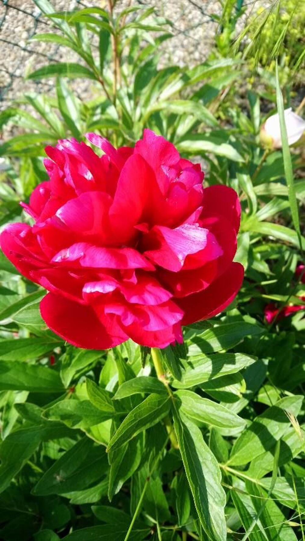 PIVOINE rose, rouge, violet Jardin