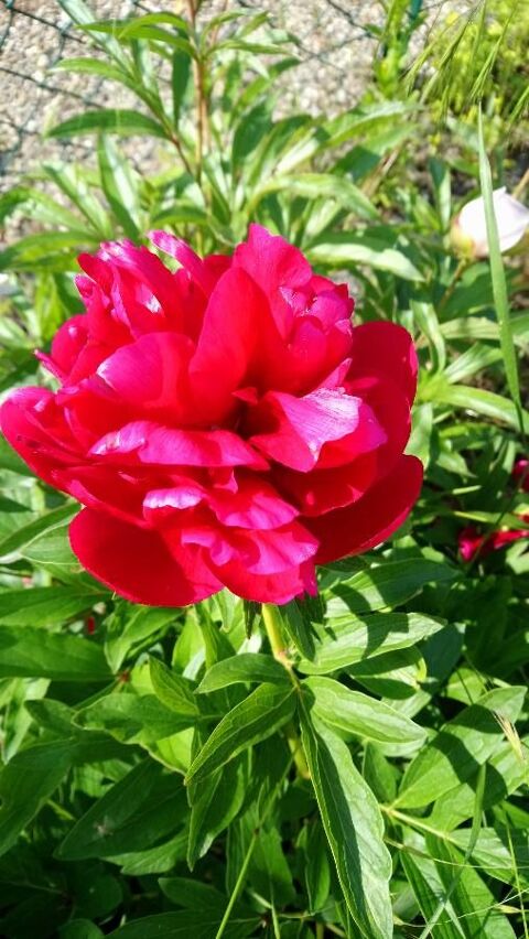 PIVOINE rose, rouge, violet 0 Strasbourg (67)