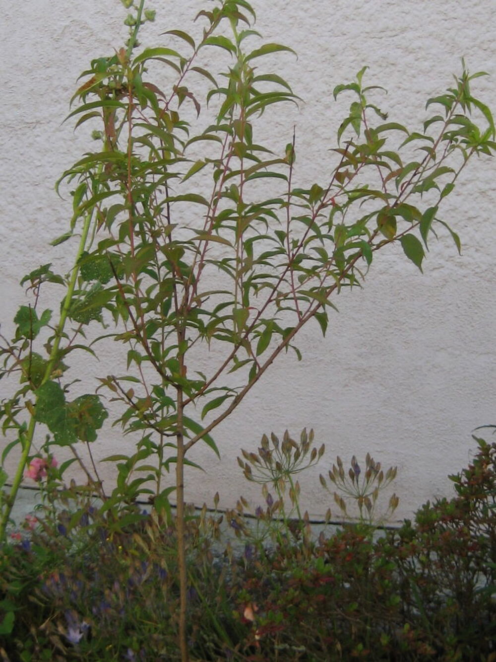 p&eacute;chers de jardin : Jardin