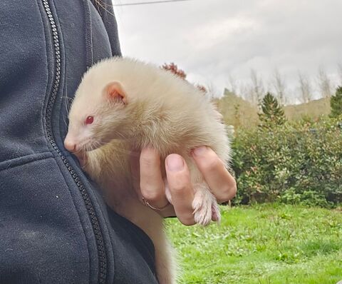 Furet m&acirc;le 80 27500 Pont-audemer