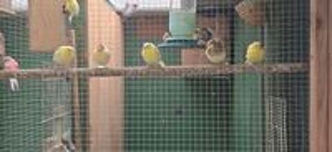   Canari 