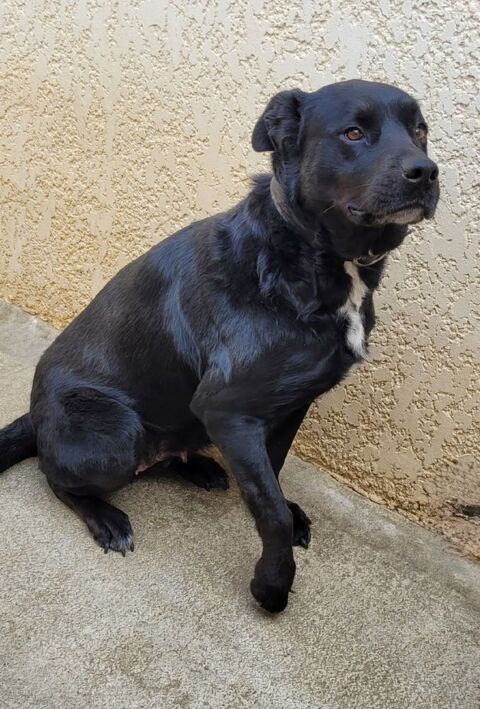 AZURA, labrador 7 ans 200 34500 Bziers