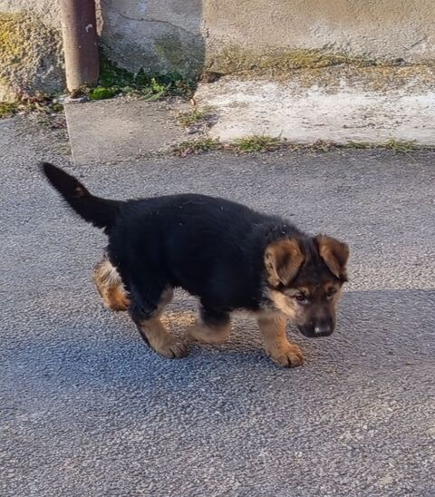 chiot Berger Allemand 600 43170 Saugues