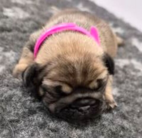  A reserver magnifiques chiots bouledogue francais 