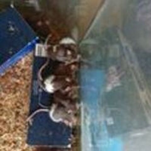   souris de couleur  et blanchess 
