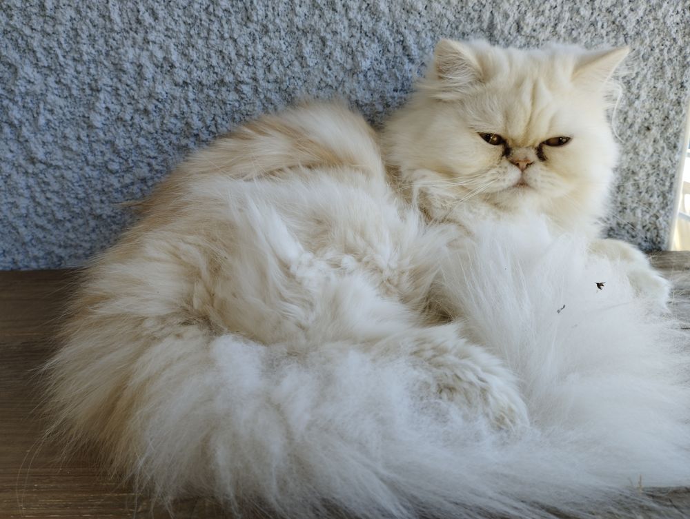   Magnifique Chaton Mâle PERSAN LOOF 