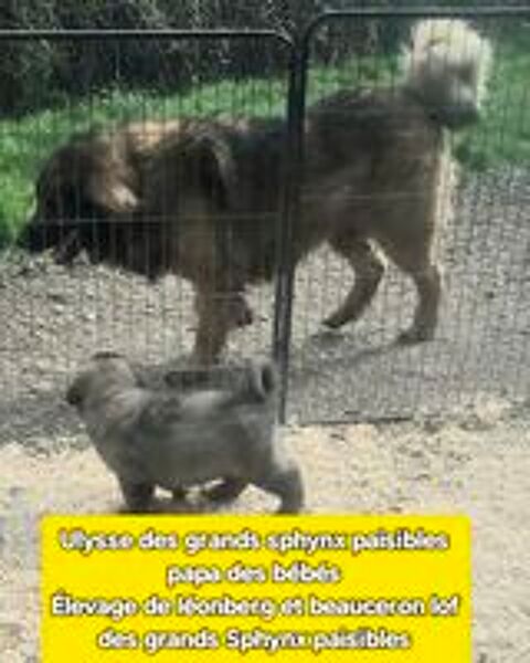   CHIOTS LEONBERG LOF 1800 € 