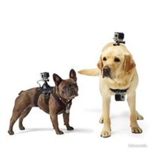   Harnais rglable pour camra ? Pour chiens et animaux domest 