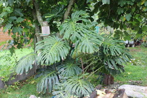 Plante d'appartement 200 Chilly-Mazarin (91)