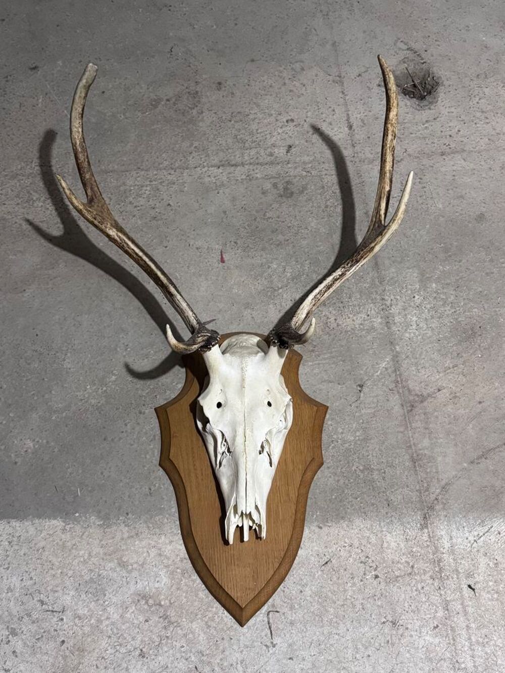 t&ecirc;te de cerf v&eacute;ritable Décoration