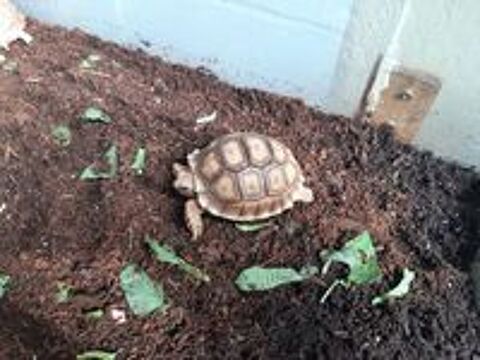   tortue terrestre sulcata sillonnée  