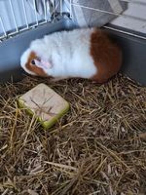   2 Cochon d inde femelles 