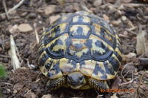   TORTUES HERMAN  