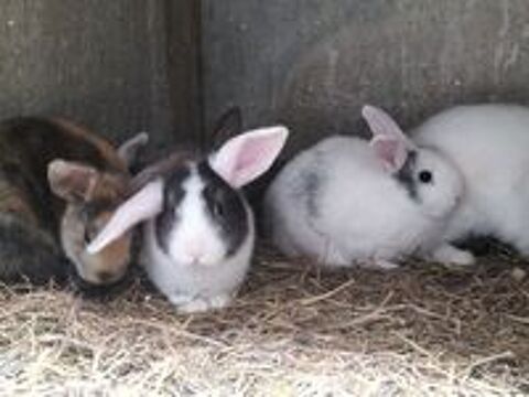   Lapin nain  